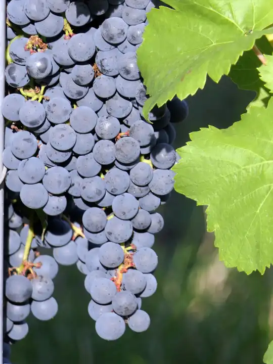 Harvest ripe blue grapes from the wine growing region Rheinhessen, Rhineland-Palatinate, Germany
