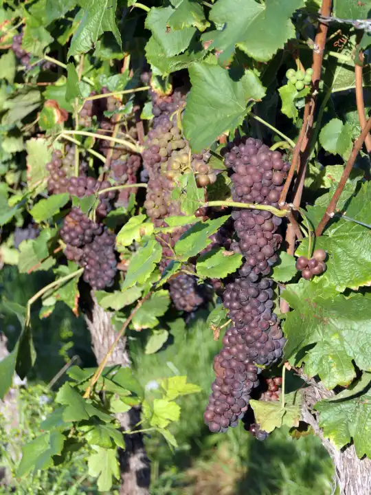 Harvest ripe blue grapes from the wine growing region Rheinhessen, Rhineland-Palatinate