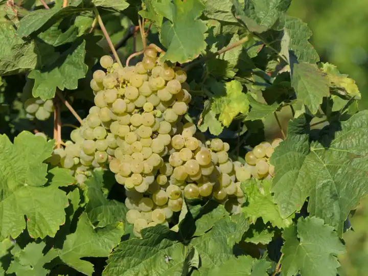 Erntereife grüne Trauben aus dem Weinanbaugebiet Rheinhessen, Rheinland-Pfalz