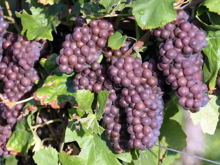 Harvest ripe blue grapes from the wine growing region Rheinhessen, Rhineland-Palatinate