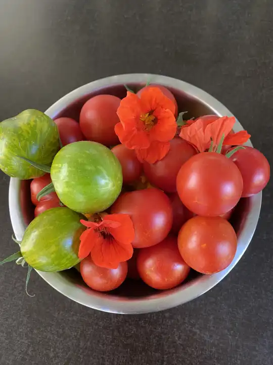 Freshly harvested organic tomatoes, different varieties of tomatoes from our own garden.