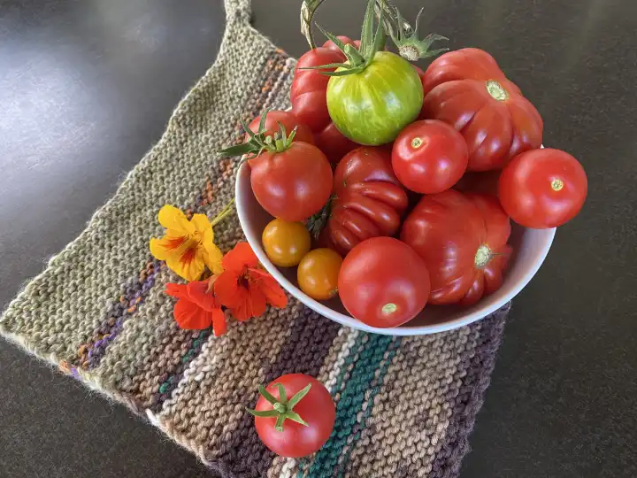 Frisch geerntete Biotomaten, verschiedene Tomatensorten aus dem eigenen Garten