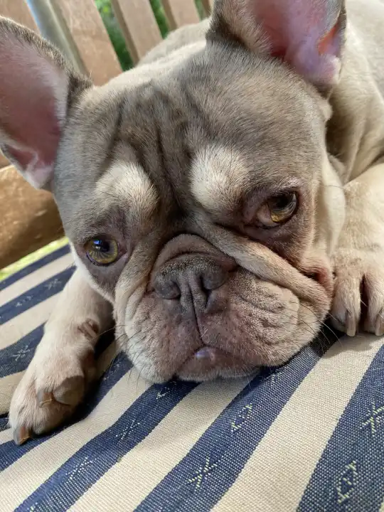 Young french bulldog in portrait, lying
