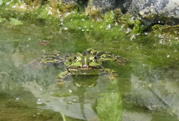 Schwimmender Wasserfrosch im Teich