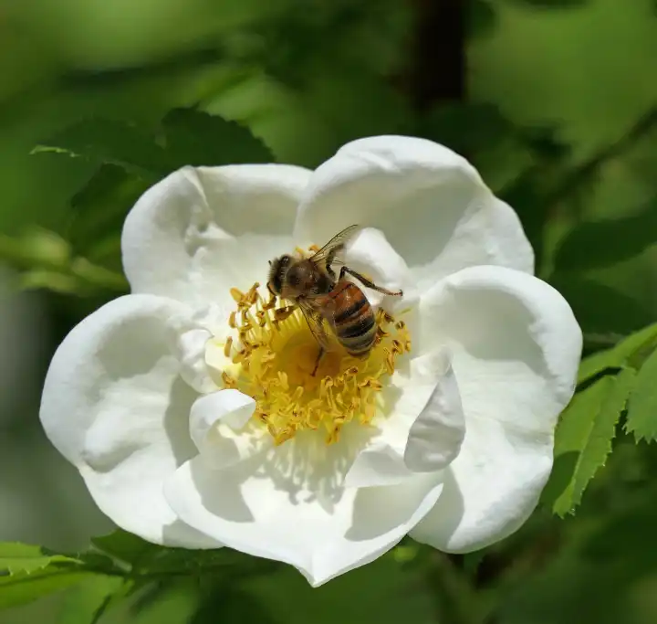 Honey bee pollinating the flower of a dog rose