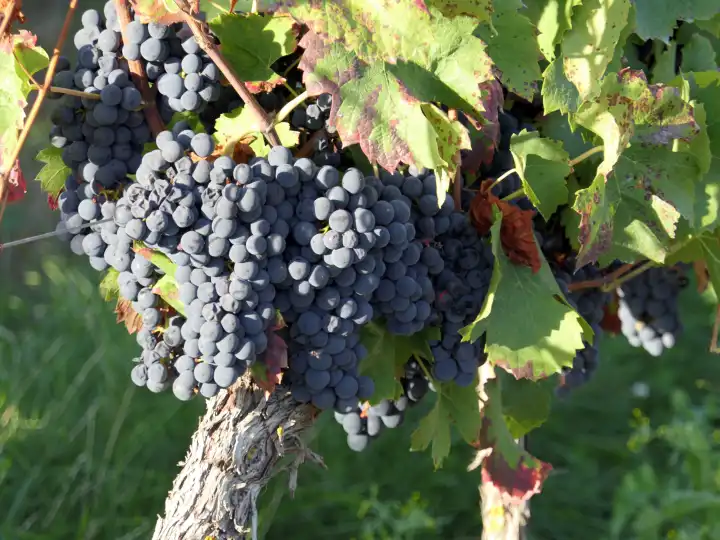 Old vine with ripe blue grapes in wine growing area Rheinhessen, Rhineland-Palatinate, Germany