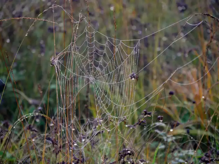 Riesiges Spinnennetz, Ampermoos, Fünfseenland in Oberbayern, Bayern, Deutschland