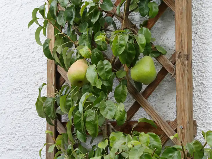 Pears, espalier fruit