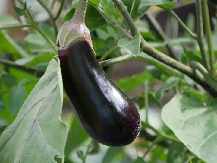 Eggplant in home garden, Rhineland-Palatinate, Germany