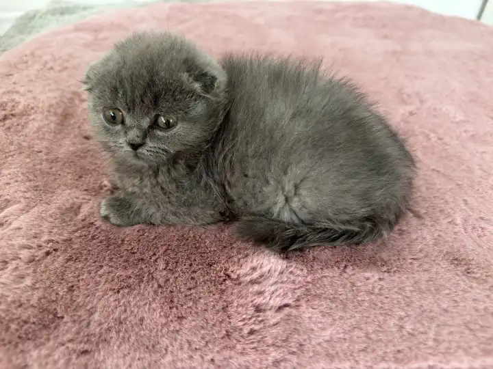 Kätzchen, Kitten, junge graue Britisch Kurzhaar Katze