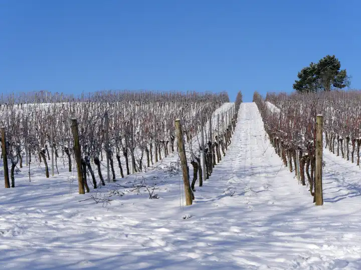 Winterlandschaft im Weinanbaugebiet Rheinhessen, verschneiter Weinberg