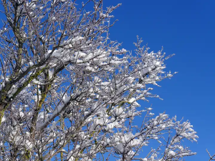 Winterzauber, Eis und Schnee auf kahlem Baum unter tiefblauem Winterhimmel