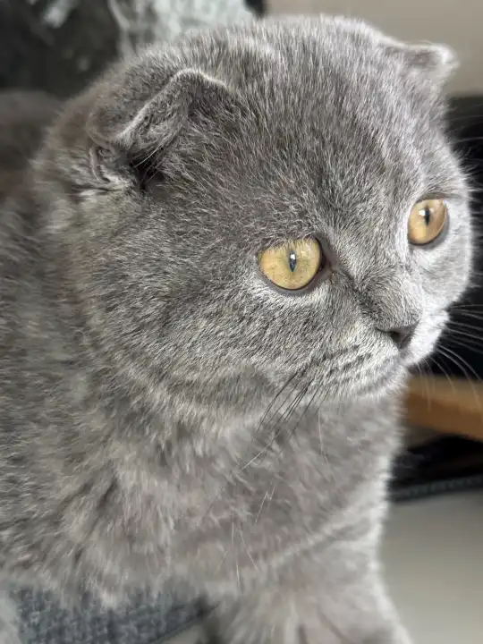 Kätzchen, Kitten, graue Britisch Kurzhaar Katze im Portrait