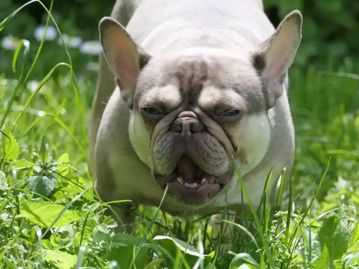 Junge Französische Bulldogge im Garten frisst Kräuter