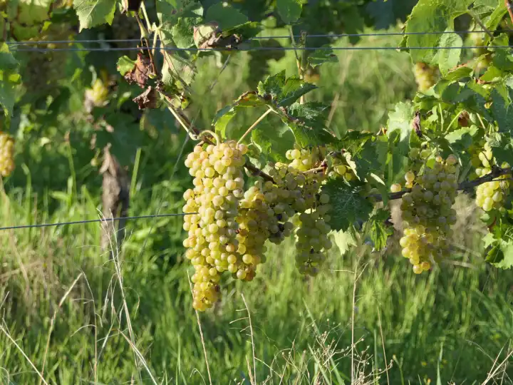 Reife weiße, grüne Trauben am Weinstock, Weinanbaugebiet Rheinhessen, Rheinland-Pfalz