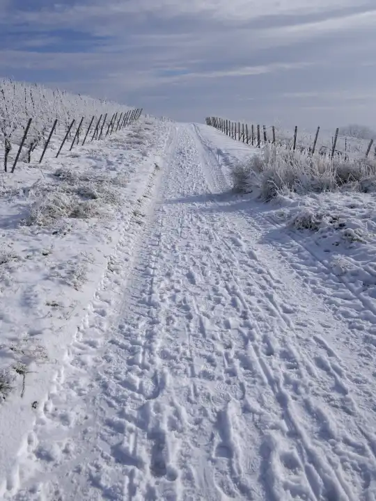 Winterlandschaft im Weinanbaugebiet Rheinhessen, Weg durch verschneite Weinberge, Rheinland-Pfalz, Deutschland