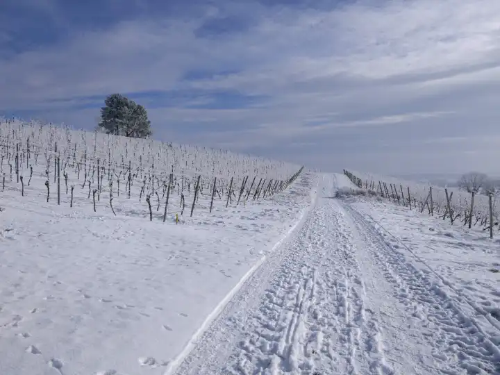 Winterlandschaft im Weinanbaugebiet Rheinhessen, verschneiter Weinberg, Rheinland-Pfalz, Deutschland