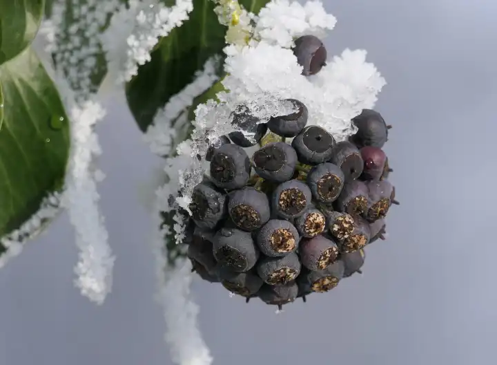 Beeren des Efeu mit Schneehäubchen, Winterzauber