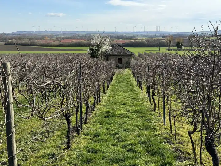 Spring in the vineyard, Rheinhessen wine-growing region, Rhineland-Palatinate