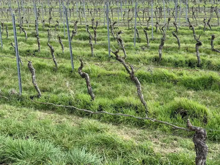 Vineyard in spring, Rheinhessen wine-growing region