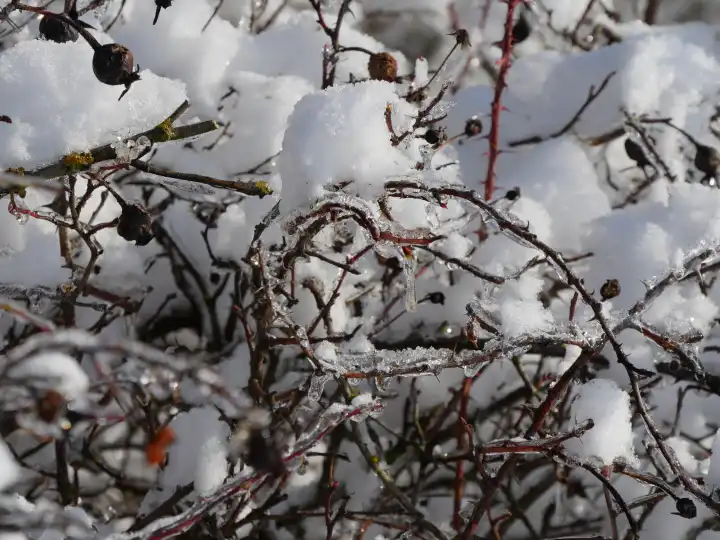Ice and snow on a wintry dog rose bush