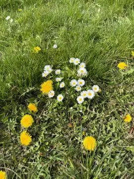 Spring meadow with daisies and dandelions