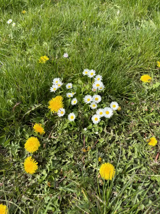 Frühlingswiese mit Gänseblümchen und Löwenzahn