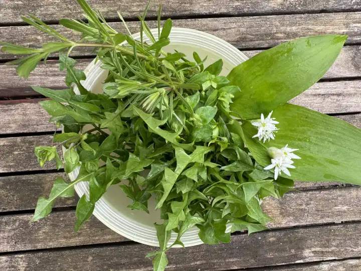Wild herbs for salad