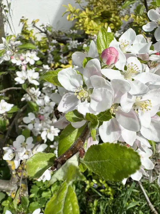 Blossoming apple tree in the front garden