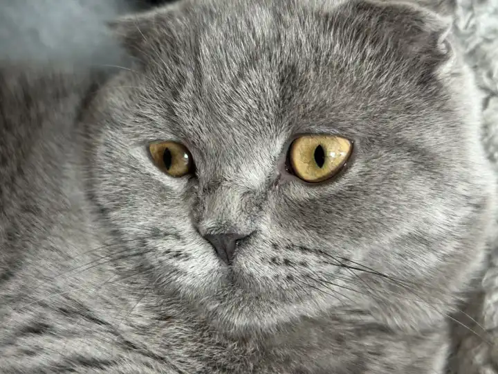 Portrait of a young gray Scottish fold-eared cat