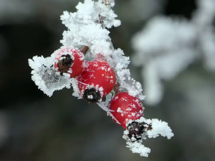 Drei Hagebutten mit Schneehäubchen, Winterzauber