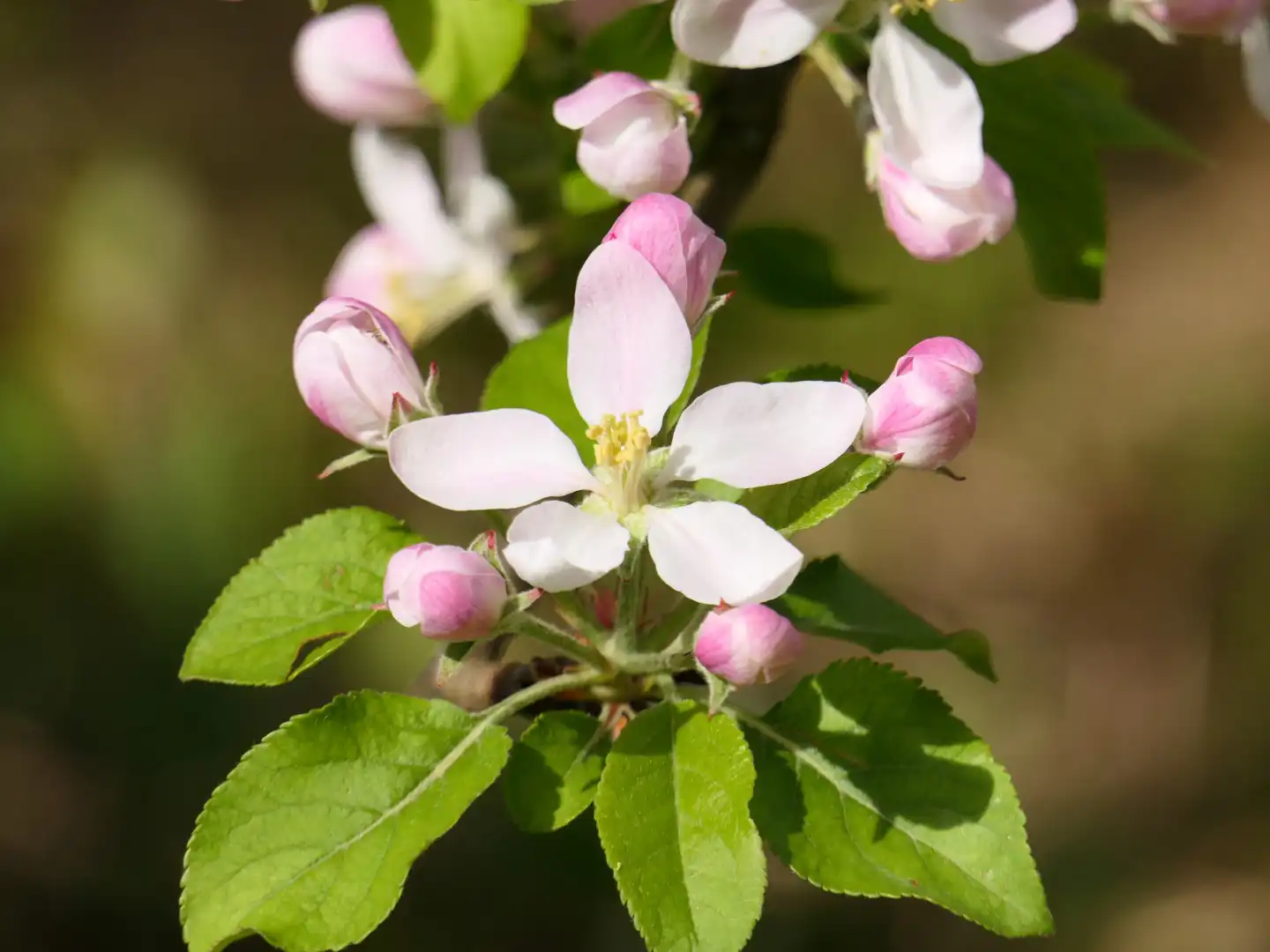 Spring, apple blossoms