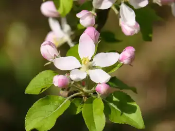 Frühling, Apfelblüten