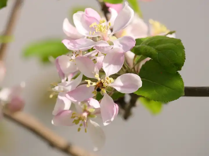 Frühling, Apfelblüte in Nahaufnahme mit Biene