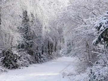 Winter forest, snowy winter landscape in Rheinhessen, Rhineland-Palatinate