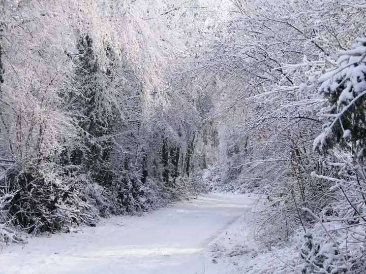 Winter forest, snowy winter landscape in Rheinhessen, Rhineland-Palatinate