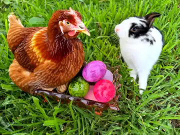 Own picture generated with AI, Easter, hen and rabbit are thinking about which of them is responsible for the colorful Easter eggs, the hen is sitting on the Easter nest with colorful eggs. Hare and hen are supplemented with AI