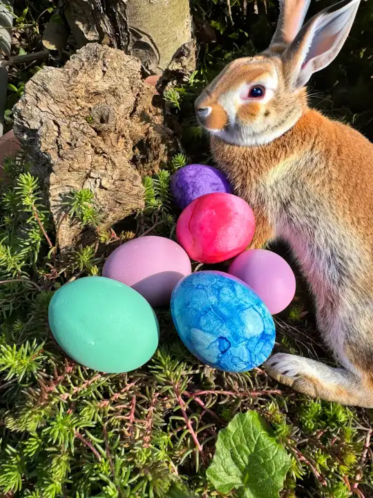 Own image generated with AI, Easter, the Easter bunny has hidden an Easter nest with colorful eggs, Easter bunny is supplemented with AI