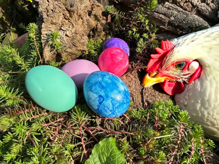 Mit KI generiertes eigenes Bild, Ostern, eine weiße Henne schaut sich die seltsamen bunten Eier an, Henne mit KI ergänzt