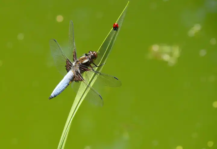 Mit KI bearbeitetes eigenes Bild, Plattbauch-Libelle auf Stängel beobachtet einen Marienkäfer, mit KI ergänzter Käfer