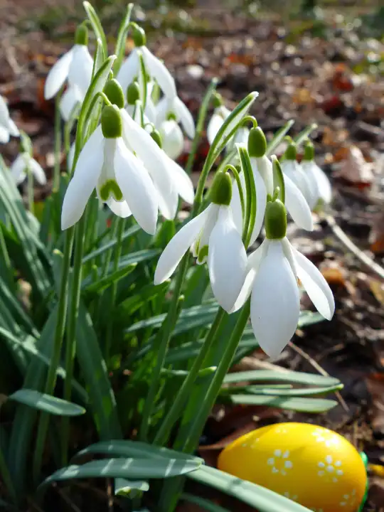 Own image generated with AI, snowdrops in the forest, Easter, the Easter bunny has hidden a yellow egg, Easter egg supplemented with AI