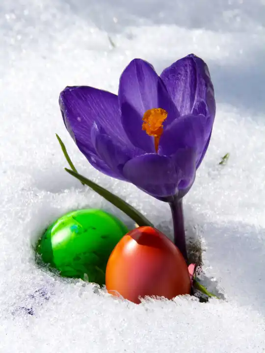 Mit KI ergänztes eigenes Bild, Krokus im Schnee, daneben zwei Ostereier, Symbol für Ostern im Schnee, die beiden Ostereier sind mit KI ergänzt