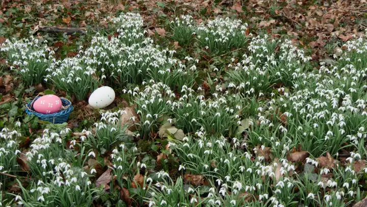 Mit KI generiertes eigenes Bild, Schneeglöckchen im Wald, Ostern, der Osterhase hat ein Osternestchen mit bunten Eiern versteckt, Osternest und Eier mit KI ergänzt