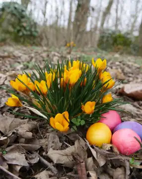 AI-generated own image, Easter, four colorful Easter eggs are hidden next to yellow crocuses, Easter eggs are supplemented with AI