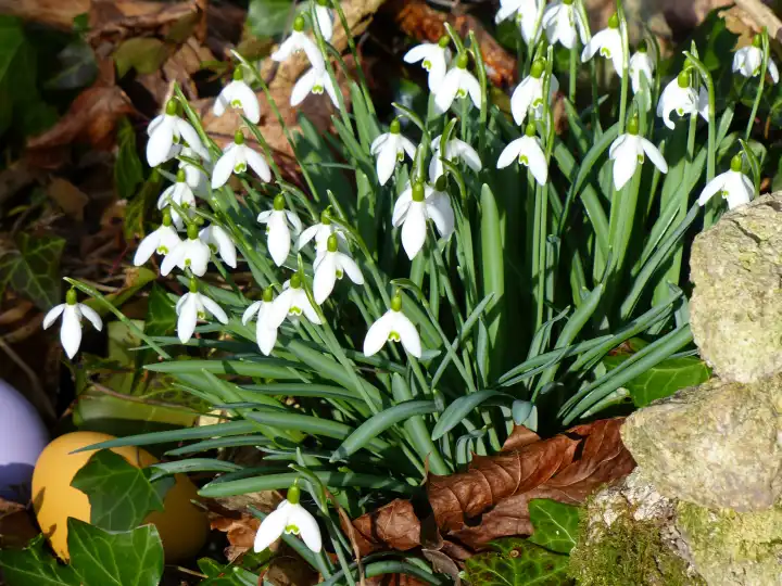 Own image generated with AI, snowdrops, Easter, the Easter bunny has hidden two Easter eggs, Easter eggs are supplemented with AI