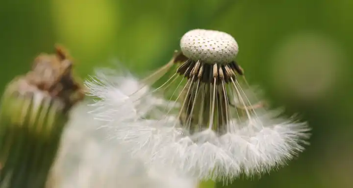 Dandelion like swinging skirt, own image processed with AI