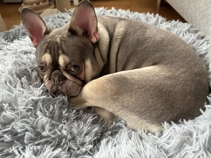 Beige French bulldog lies on fluffy cushion and looks as if he has done something wrong