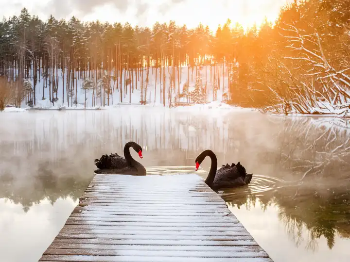 KI generiert. Zwei schwarze Trauerschwäne auf  einem Waldsee mit Morgennebel über der Wasseroberfläche, Winter