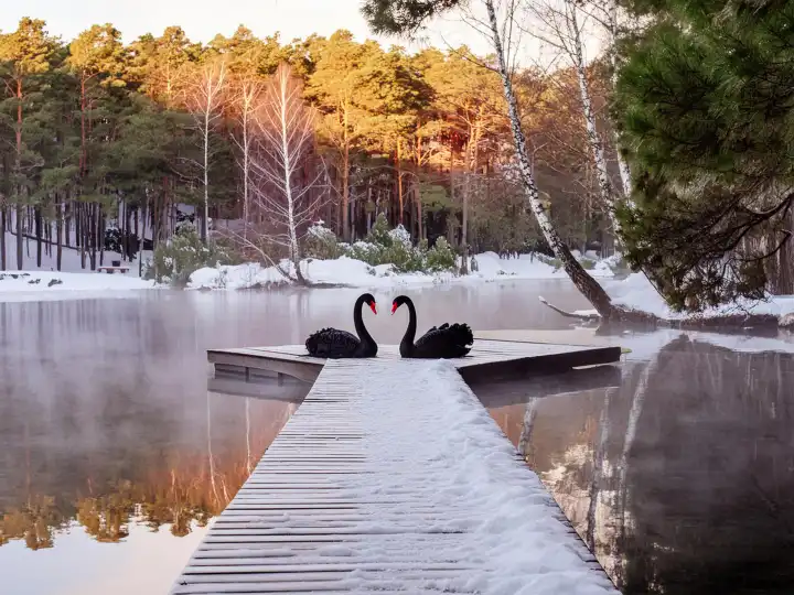 AI generated. Two black mourning swans on a wooden footbridge over a forest lake with morning mist over the water surface, winter, the swans' necks form a heart