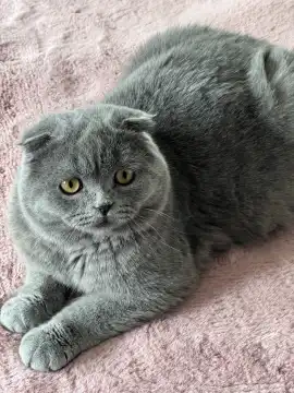 Gray Scottish fold-eared cat lies on a pink blanket, looks attentively